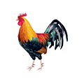 Cock Fighting